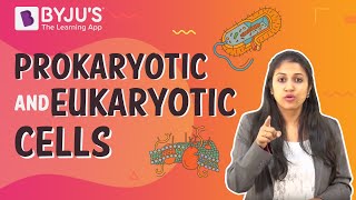 Prokaryotic vs Eukaryotic Chromosomes 2016 IB Biology [upl. by Orit900]