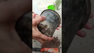 Planting Rosemary plant shorts reelindia reels viralshorts nature garden greengarden plants [upl. by Nyladnar]