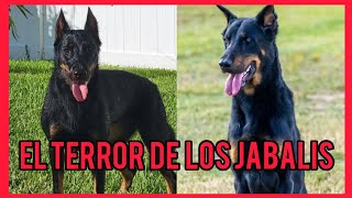 Un perro superior el Beauceron [upl. by Ainahs]