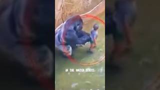 The story of gorilla Harambe being shot dead 7 years ago [upl. by Armyn]