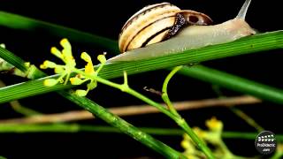 ¿Sabes como es un caracol terrestre [upl. by Enetsuj667]