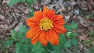 GIRASSOL MEXICANO TITHONIA ROTUNDIFOLIA flowers [upl. by Danuloff]