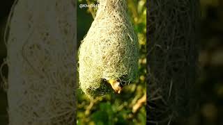 Baya Weaver Bird ❤️ bayaweaver birds shortsvideo [upl. by Costanza]