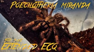 Poecilotheria Miranda [upl. by Atnamas]