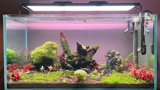 High Tech Planted Aquarium  Week one  904545 Cms  Azur Beam 3 Pro  Azur aquarium light  90P [upl. by Sholom233]