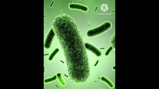 Bowel nosode series Bacillus no 7 bac sv skarthiyaini karthiyaini sekarTrichytamilnadu [upl. by Atwahs669]