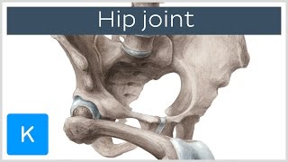 Hip joint  Bones ligaments blood supply and innervation  Anatomy  Kenhub [upl. by Joann]