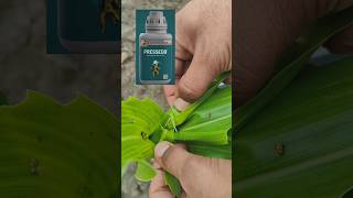 Pi Pressedo insecticide short video status agriculture status [upl. by Narra]