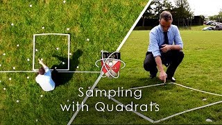 Sampling with Quadrats  GCSE Biology Required Practical [upl. by Thorndike]