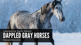 Interesting Facts About Dappled Gray Horses [upl. by Trilley565]