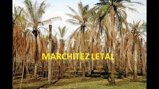 Marchitez Letal en Palma Aceitera [upl. by Sharon]