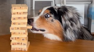 When you have a dog with 200 IQ that will amaze everyone 😲 [upl. by Crane842]