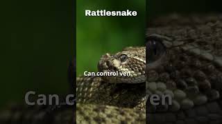 quotRattlesnakes The Secret Behind Their ‘Dry Bites’ 🐍  AllFacts4U2quot facts animalfacts [upl. by Comyns]