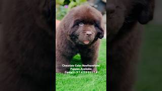 Newfoundland Dog  Chocolate Colour Newfoundland Puppy’s Available newfoundlanddog short shorts [upl. by Atse]