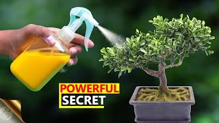 UNEXPECTEDLY THE MOST POWERFUL ORGANIC PESTICIDE FORMULA  Insecticidal Soap Salts  A Secret Recipe [upl. by Brawley]