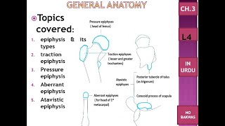 C3 l4  epiphysis amp its types traction epiphysis pressure aberrant amp atavistic epiphysis  Urdu [upl. by Elga330]