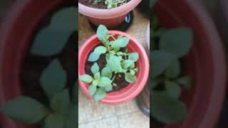 Dahlia plants 15 days after repotting dahlias gardening plantparent shorts flowers [upl. by Igig]