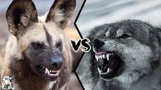 AFRICAN WILD DOG VS WOLF  What If They Will Fight [upl. by Nirehs201]