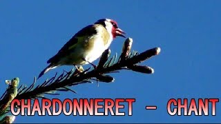 Chardonneret chant  Chant doiseau [upl. by Lyris]