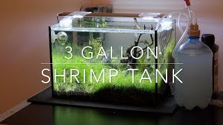 My 3 gallon shrimp tank [upl. by Skurnik]