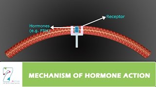 MECHANISM OF HORMONE ACTION [upl. by Aciretnahs]