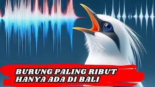 Mengenal Jalak Bali Burung Endemik yang Langka dan di Lindungi  Fakta Hewan [upl. by Edialeda681]