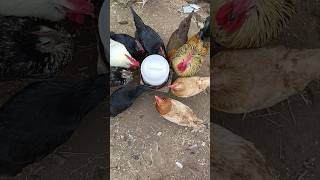 Chickens drinking water in drinker shortvideo birds chicken farming [upl. by Shiau]