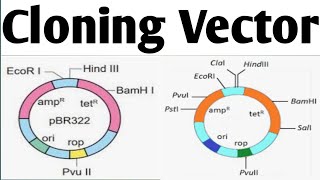 Cloning Vectors Biotechnology Unit 2 B Pharm 6 Sem cloningvector [upl. by Scevo348]