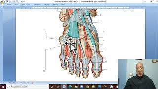 Musculoskeletal Module Anatomy of Lower Limb in Arabic 31  Dorsalis Pedis artery [upl. by Aihseym]