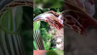 Tumbuhan seperti ular cobra Lily Cobra darlingtonia California shorts short faktaunik viral [upl. by Pals]