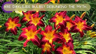 Are Daylilies Bulbs Debunking the Common Myth [upl. by Lemal]