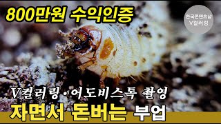 겨울잠을 준비하는 꽃무지유충 촬영 자면서 쉴때도 돈이 들어오는 부업 V컬러링어도비스톡 수익창출 [upl. by Gannon]