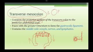 Abdominal Anatomy Mesentery and other organ [upl. by Mccafferty]