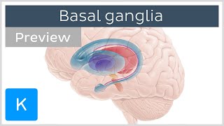 Basal ganglia Pathways and functions preview  Human Neuroanatomy  Kenhub [upl. by Aed]