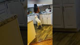 That Must Have Hurt 🐶  Funny DogCat Video’s [upl. by Bowrah785]