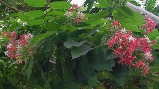 Rangoon Creeper Flowers in My Garden  also Known as the Chinese Honeysuckle or Combretum Indicum [upl. by Rratsal]