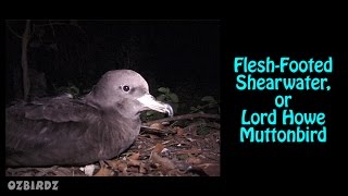 FleshFooted Shearwaters or Muttonbirds [upl. by Casilda]