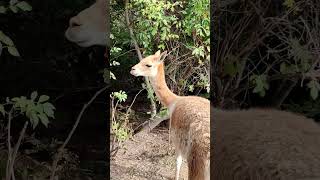 Unterschied zwischen Vikunja Alpaka Lama Guanaco Was ist das [upl. by Bore]