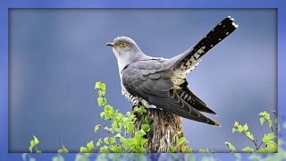 ❀ Cuckoo Bird [upl. by Linehan213]