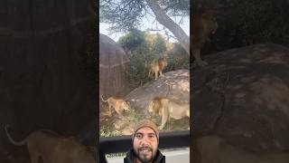 7 Saba Bora Male Lions Fighting  Serengeti National Park🐅youtubeshorts trending shorts short [upl. by Ardena]