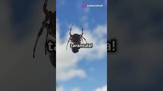 Tarantula Hawk Wasp vs Snake Epic Showdown facts  dinosaur animals wildlife [upl. by Eiggep617]