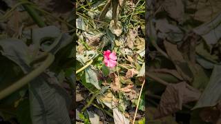 dried leaf around flowers [upl. by Polito249]