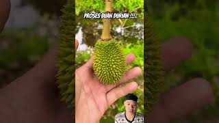 Proses buah durian durian fruit buah panen berkebun perkembanganbuahdurian perkembangandurian [upl. by Bartolomeo]