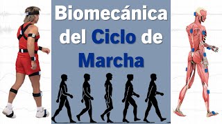 Biomecánica del Ciclo de Marcha [upl. by Sidonnie]