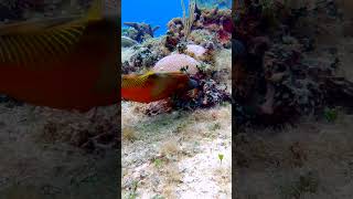 What Did the Filefish Say to the Diver fish marinelife oceanreef4k fyp [upl. by Hunfredo]