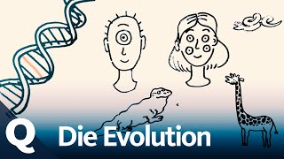 Evolution Mutation Selektion Wie geht das  Quarks [upl. by Spiro236]