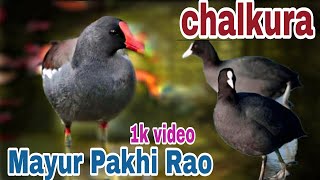 chalkura Mayur Pakhi Rao video [upl. by Christa]