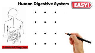 12 dots की मदद से human digestive system labelled diagram class 10  मानव पाचन तंत्र चित्र [upl. by Ssecnirp]