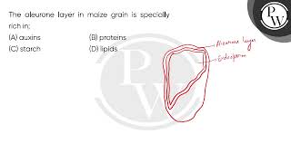 The aleurone layer in maize grain is specially rich in [upl. by Buyse]