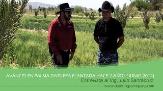 AVANCES PALMA DATILERA PLANTADA HACE 2 AÑOS  JUNIO 2014 [upl. by Leivad]